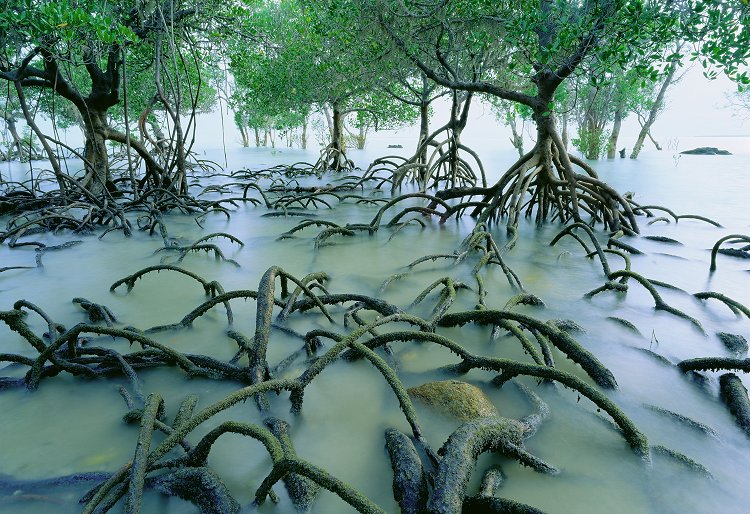 Spider Mangroves